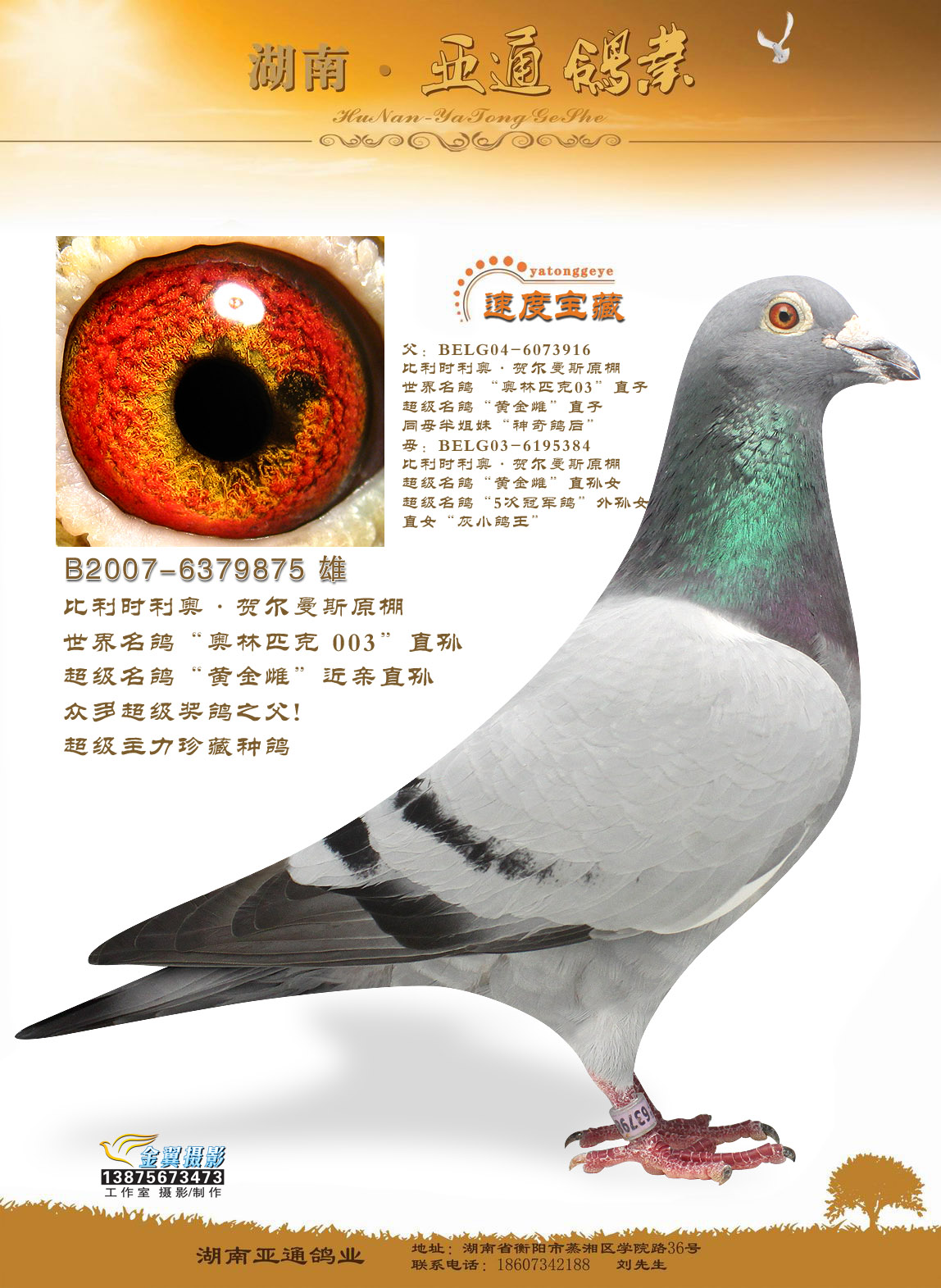 利奥·贺尔曼斯"奥林匹克 003" 直孙_湖南亚通鸽业-中信网爱鸽商城