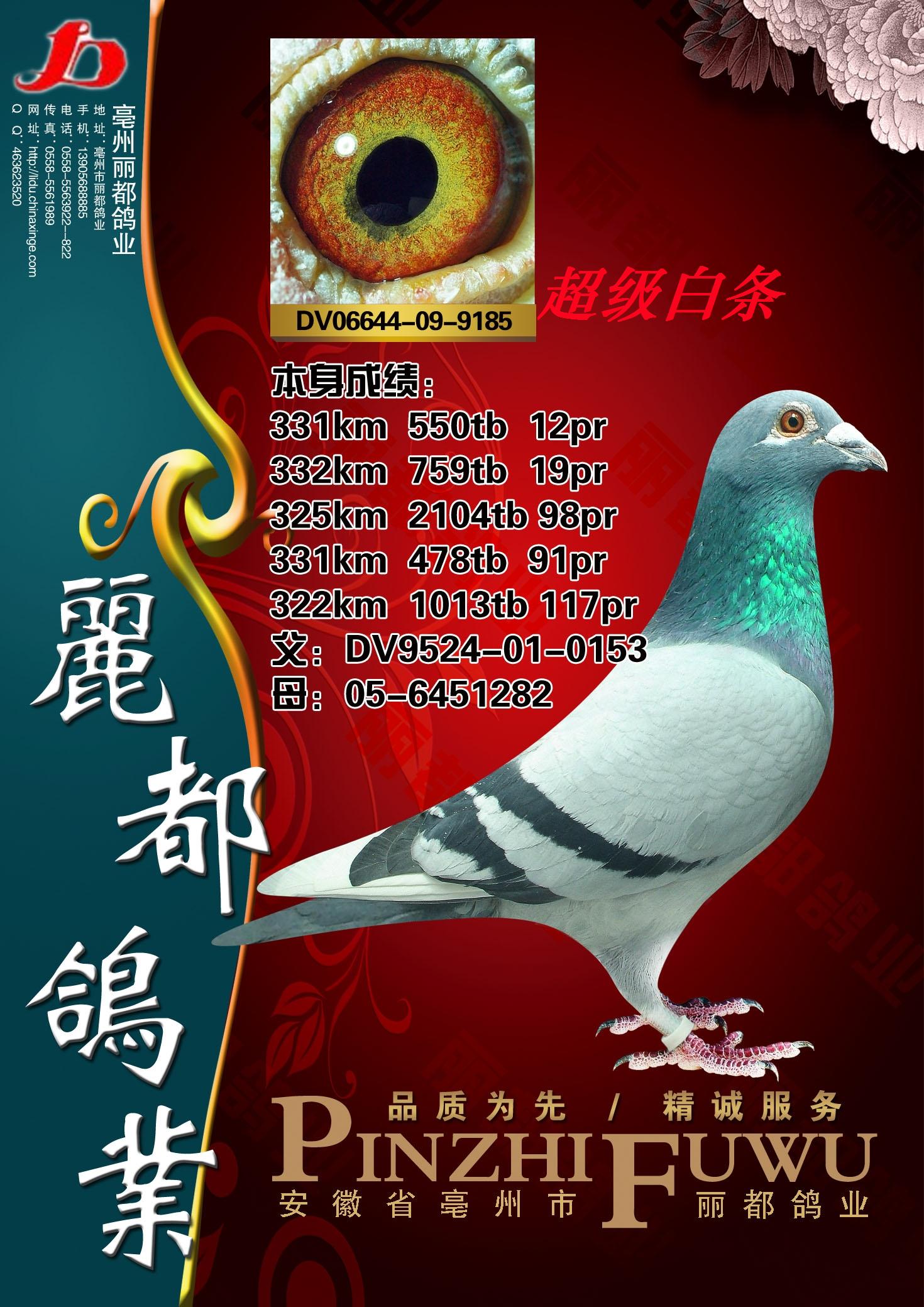 超级白条_丽都鸽业_ ag188.com爱鸽商城_中国信鸽信息网