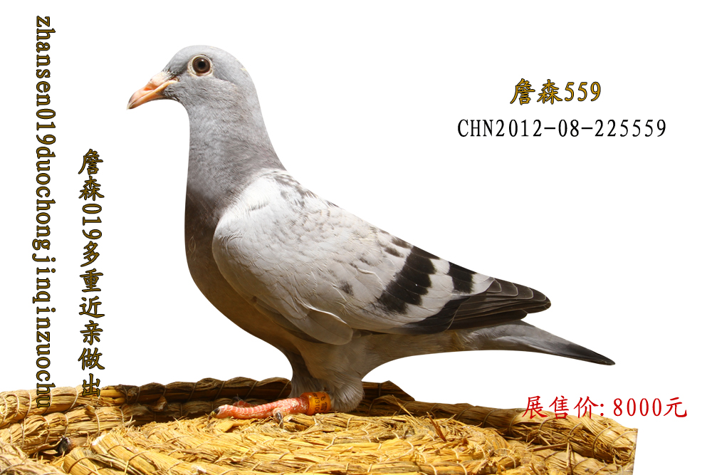 詹森019 年轻麦克斯 多重近亲做出_大庆飞雪鸽舍_ ag188.com爱鸽商城_