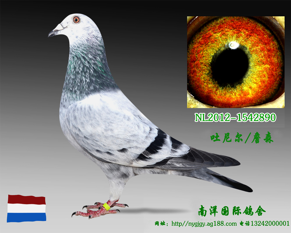 泰奥.克里克-2890_南洋国际鸽业-中信网爱鸽商城