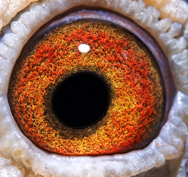 鸽 名: 黑詹森--002                羽 色: 黑                眼