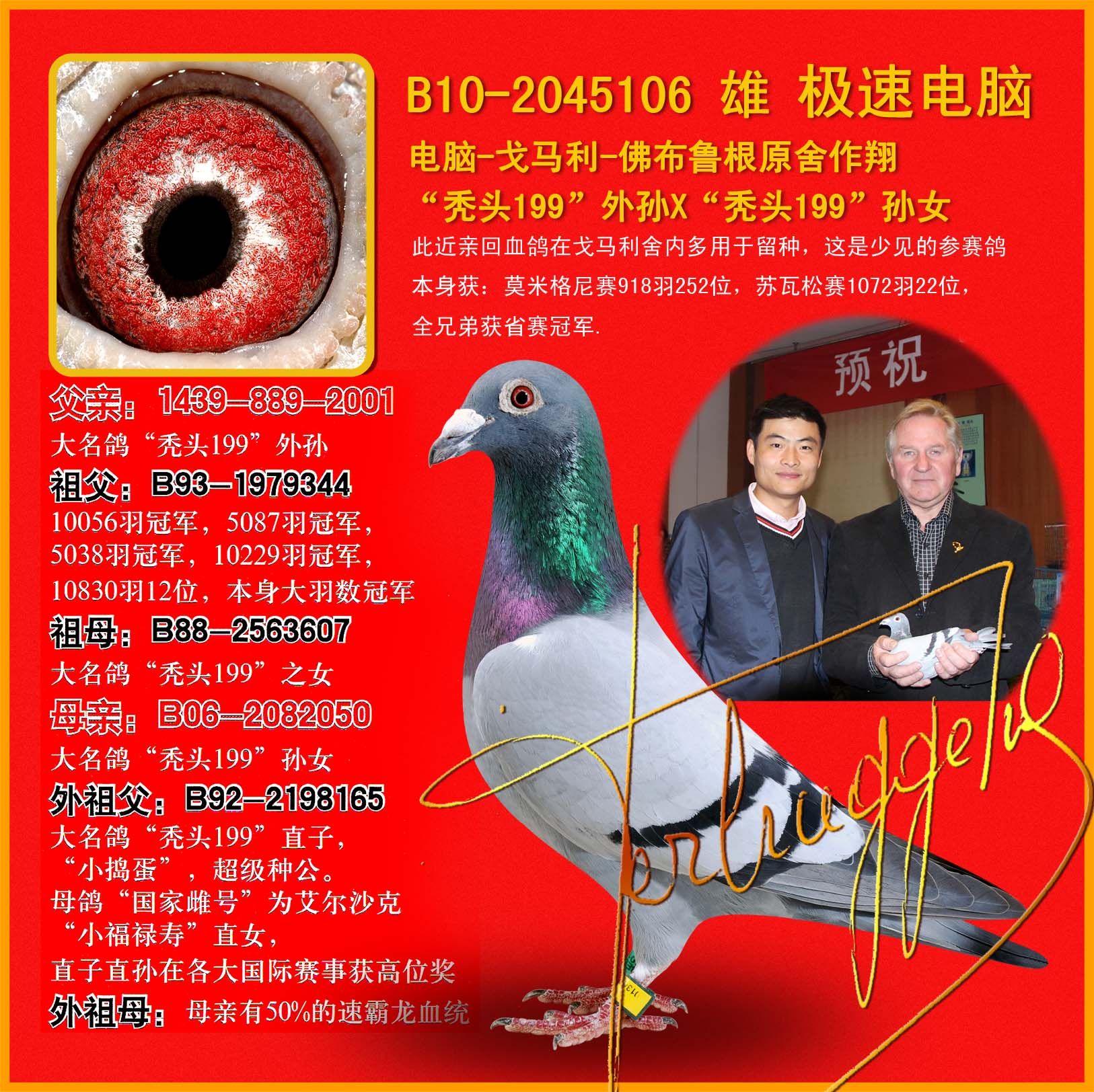 极速电脑(戈马力原棚)_云伟鸽舍-中信网爱鸽商城