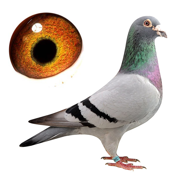 1999 kbdb中距离鸽王全国冠军直子