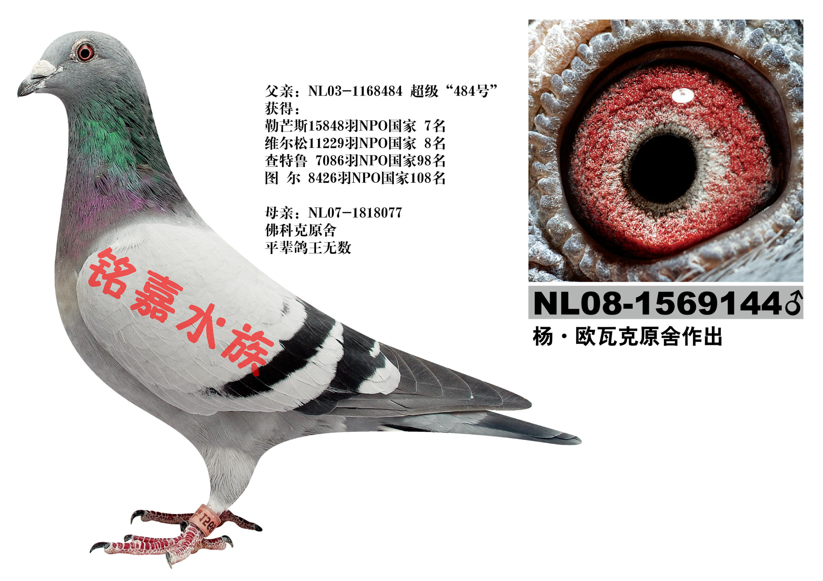 欧瓦克超级484直子