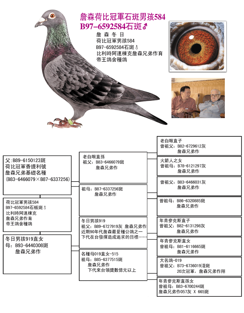 荷比对抗123原鸽图片图片