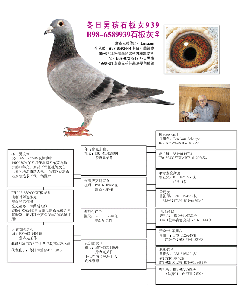 帝王鸽舍康炳尧名鸽展图片