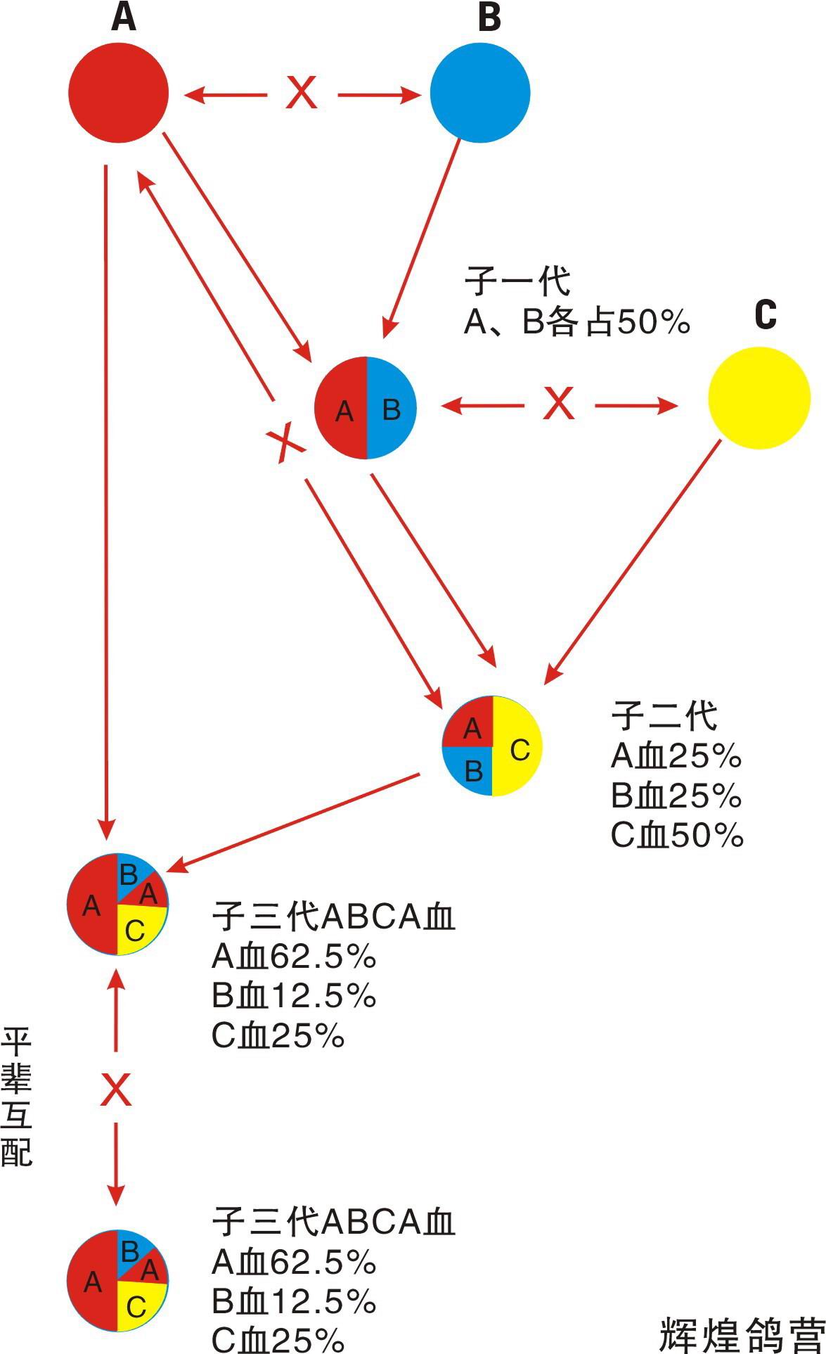 信鸽回血提纯公式图片图片