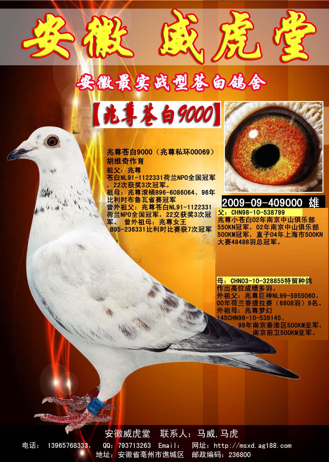 兆尊苍白9000【转让】