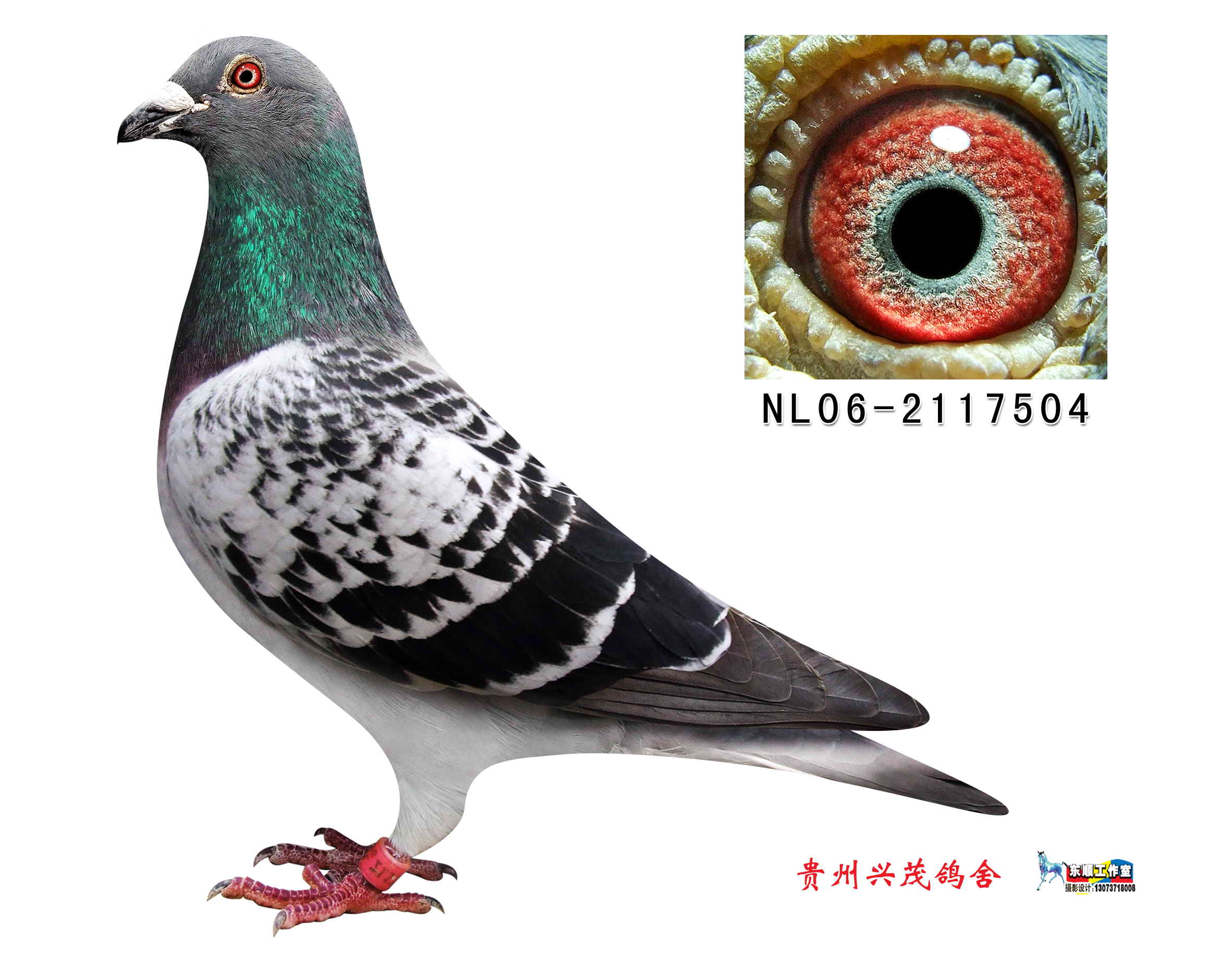 范登伯格_贵州兴茂鸽舍-中信网爱鸽商城