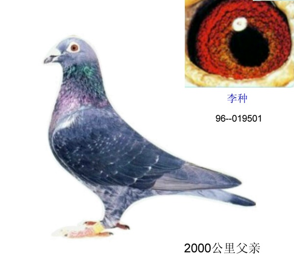 长距离李种-019501_上海金盾鸽舍_ag188.com爱鸽商城_中国信鸽信息网