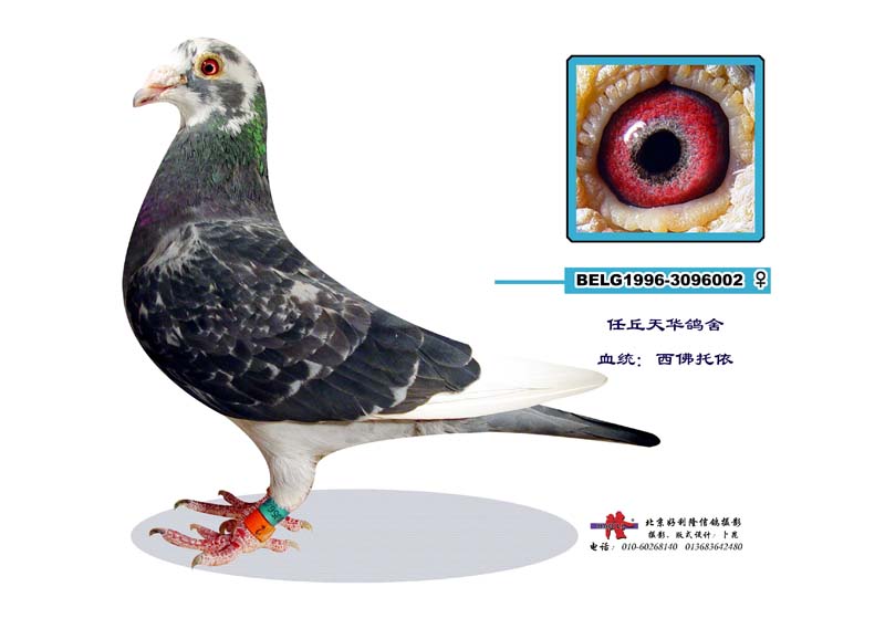 我收集比利时西夫托依资料图片