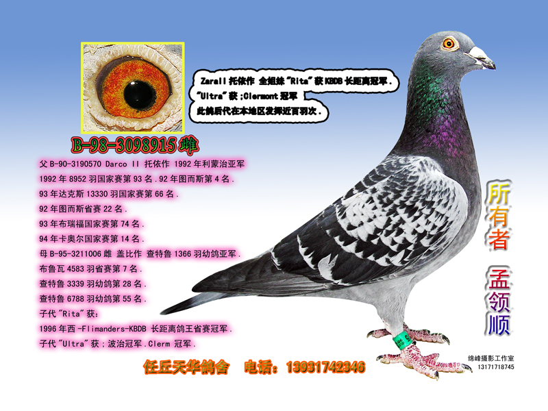 我收集比利时西夫托依资料图片