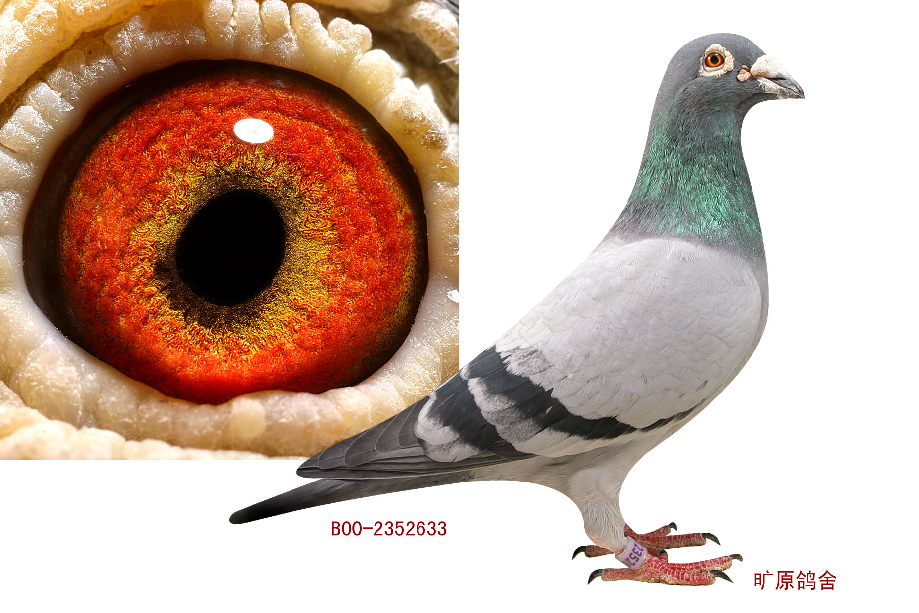 95年波治冠军直子