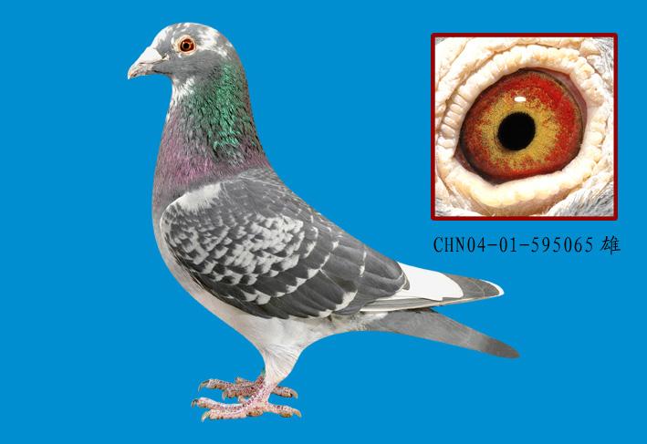 黄金配对 杨阿腾 无敌花头武士065