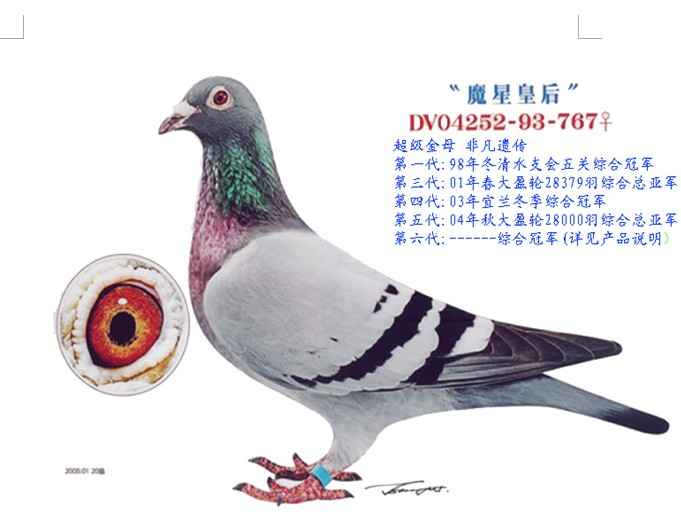 魔星皇后_台湾鑫业集团-中信网爱鸽商城