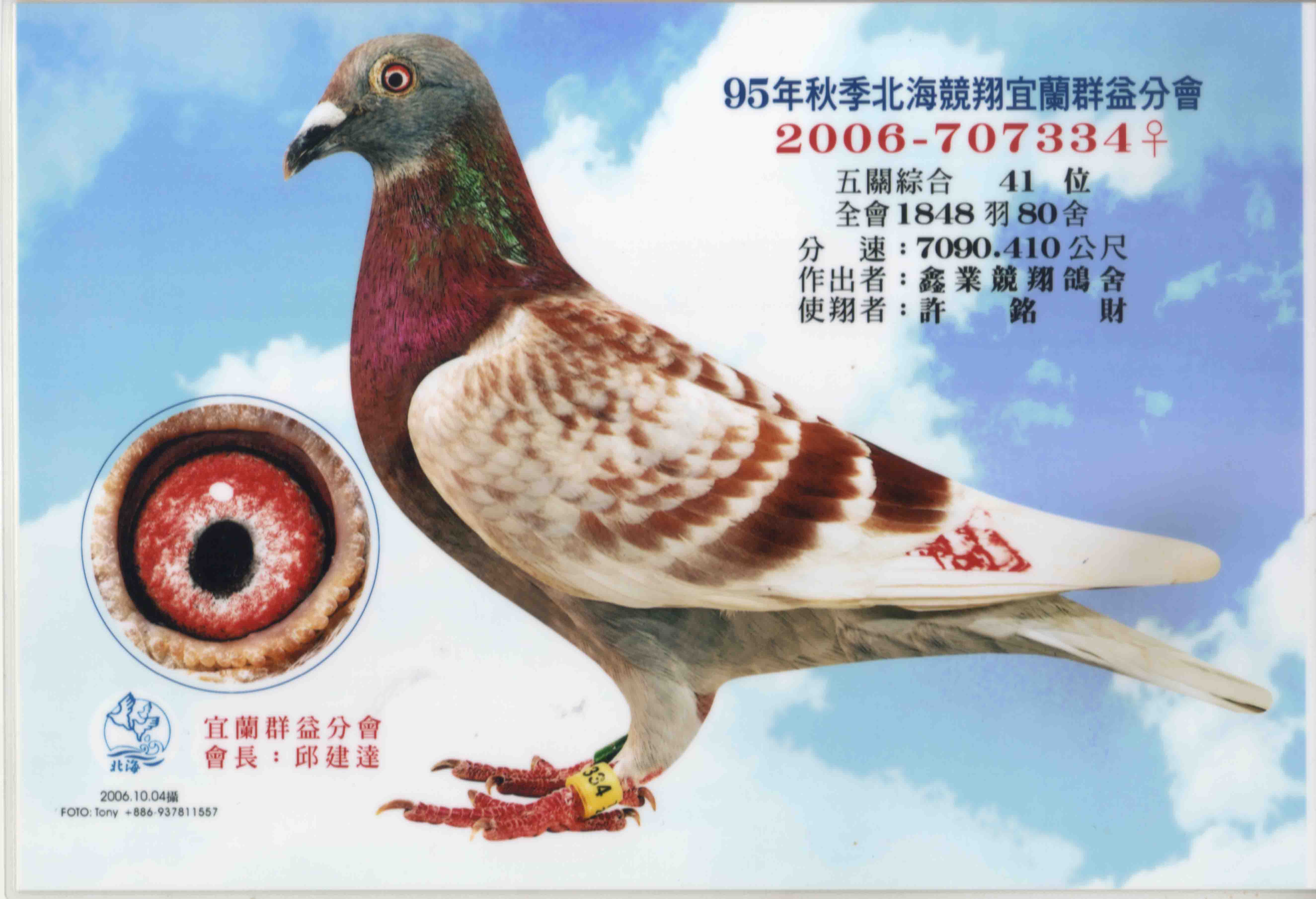 台湾鑫业鸽舍名鸽图片图片