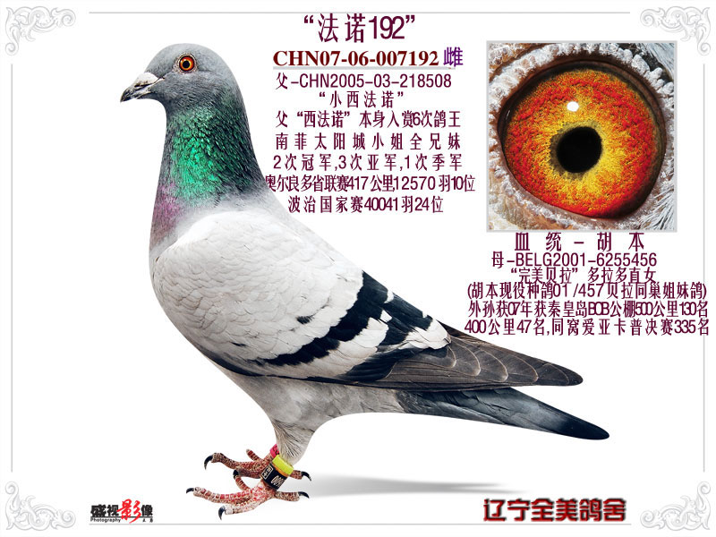 胡本"西法诺""法诺192"