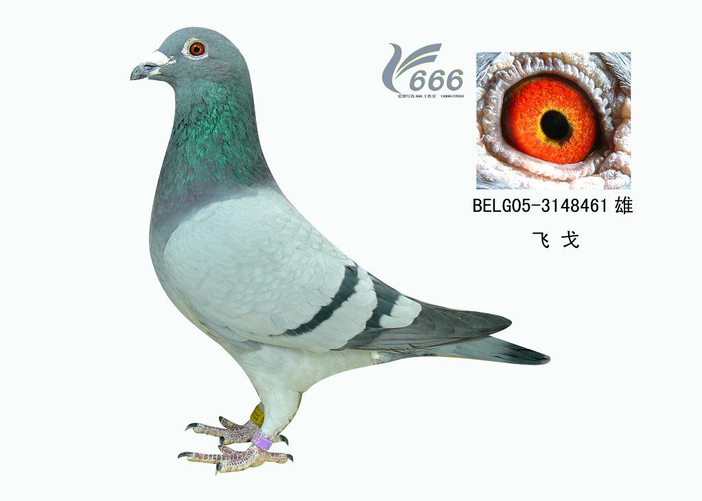 飞戈b05-3148461