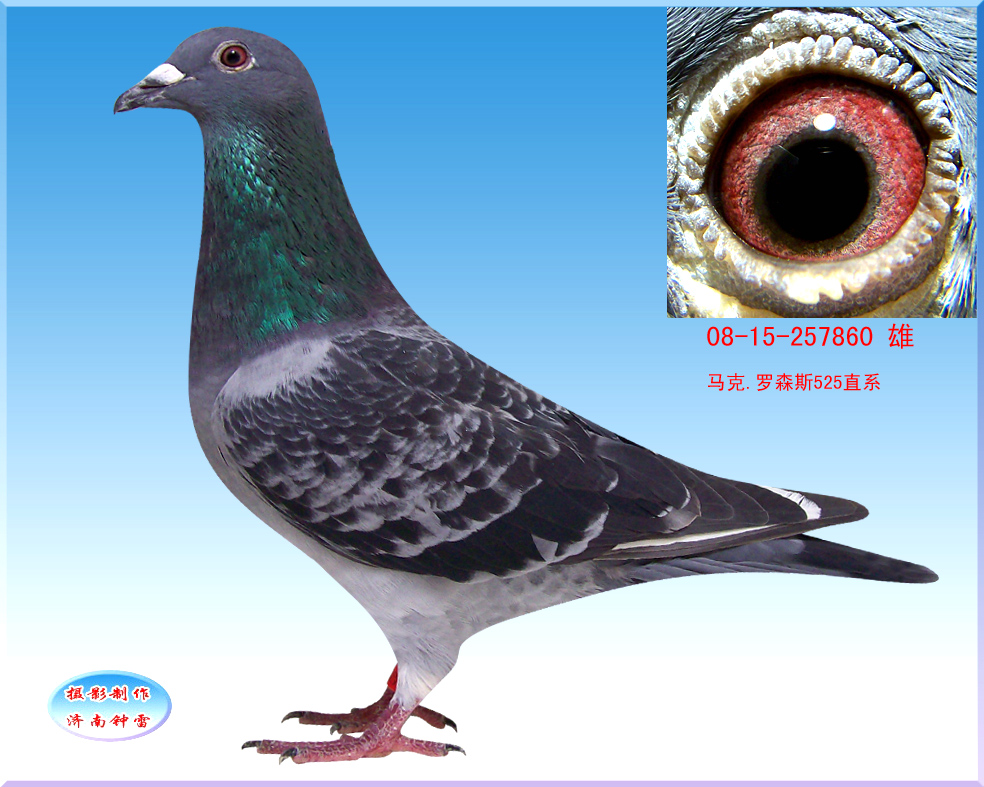 马克罗森斯860_济南铭佳鸽舍_ ag188.com爱鸽商城_中国信鸽信息网