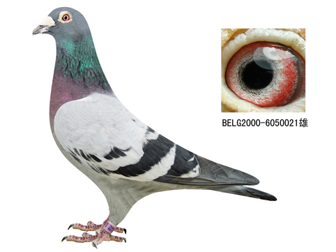 幕利门原舍冠军"超级男孩"