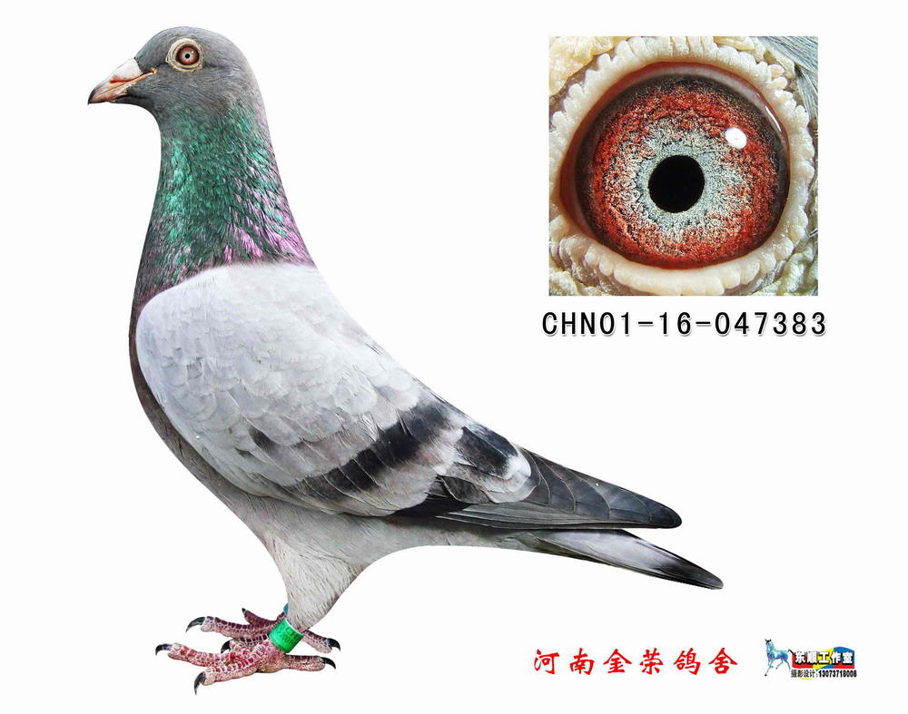 石板詹吉