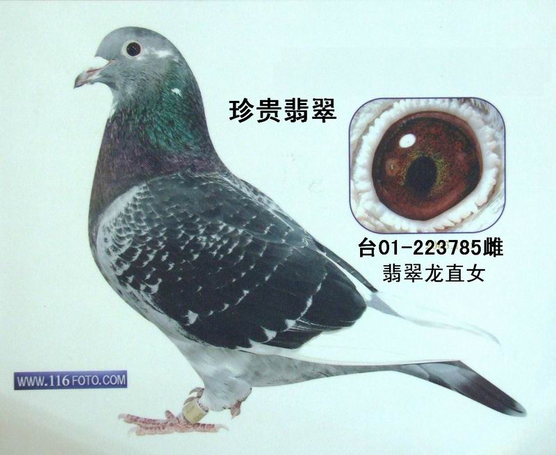 台湾赛鸽名家黄肆炯图片