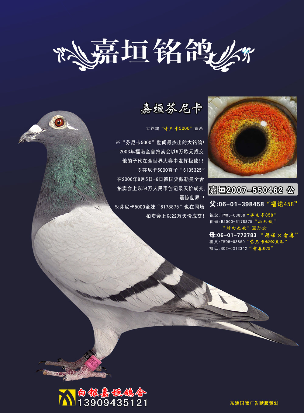 芬妮卡小雄_白银嘉垣鸽舍_          爱鸽商城_中国信鸽信息网