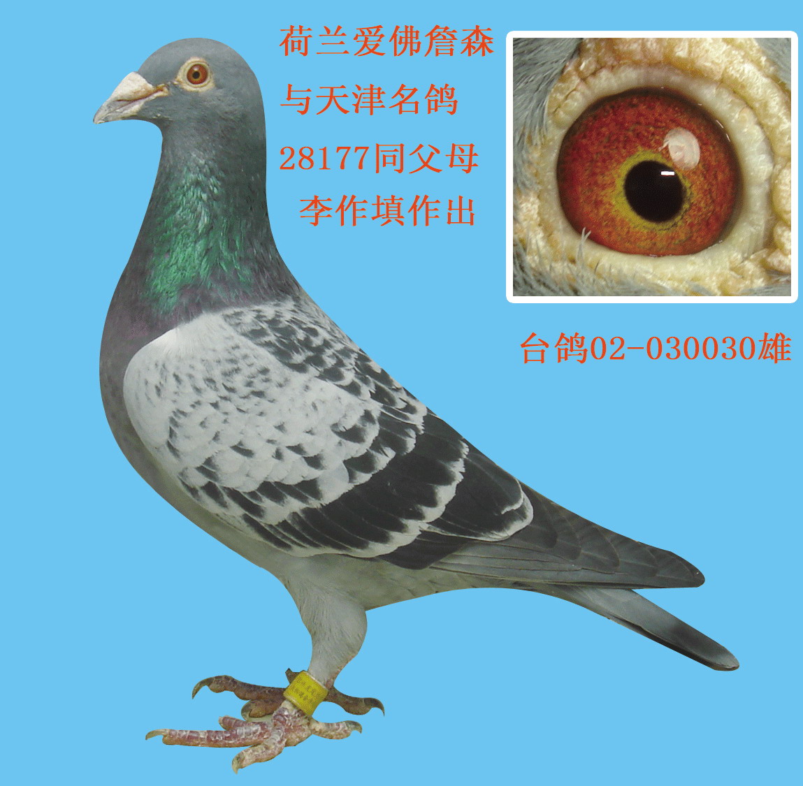 台湾明月詹森信鸽图片图片
