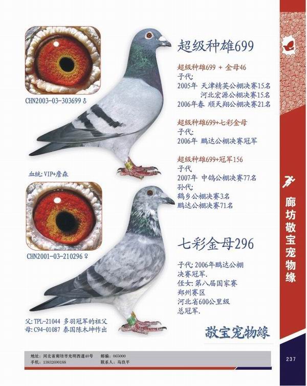 黄金种鸽699 询价