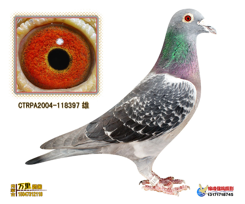 国家一号397_万里鸽舍_ ag188.com爱鸽商城_中国信鸽信息网