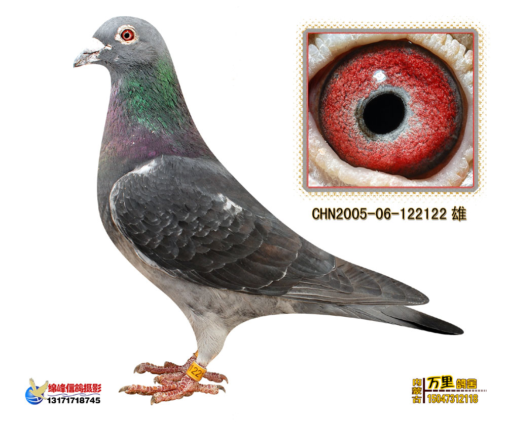国家一号122_万里鸽舍_ ag188.com爱鸽商城_中国信鸽信息网