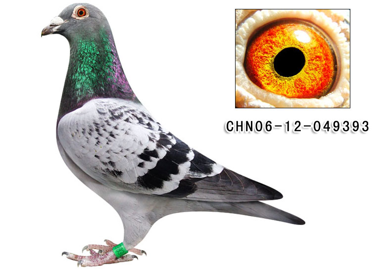 群鹰鸽系:公棚31名"群鹰小霸王"