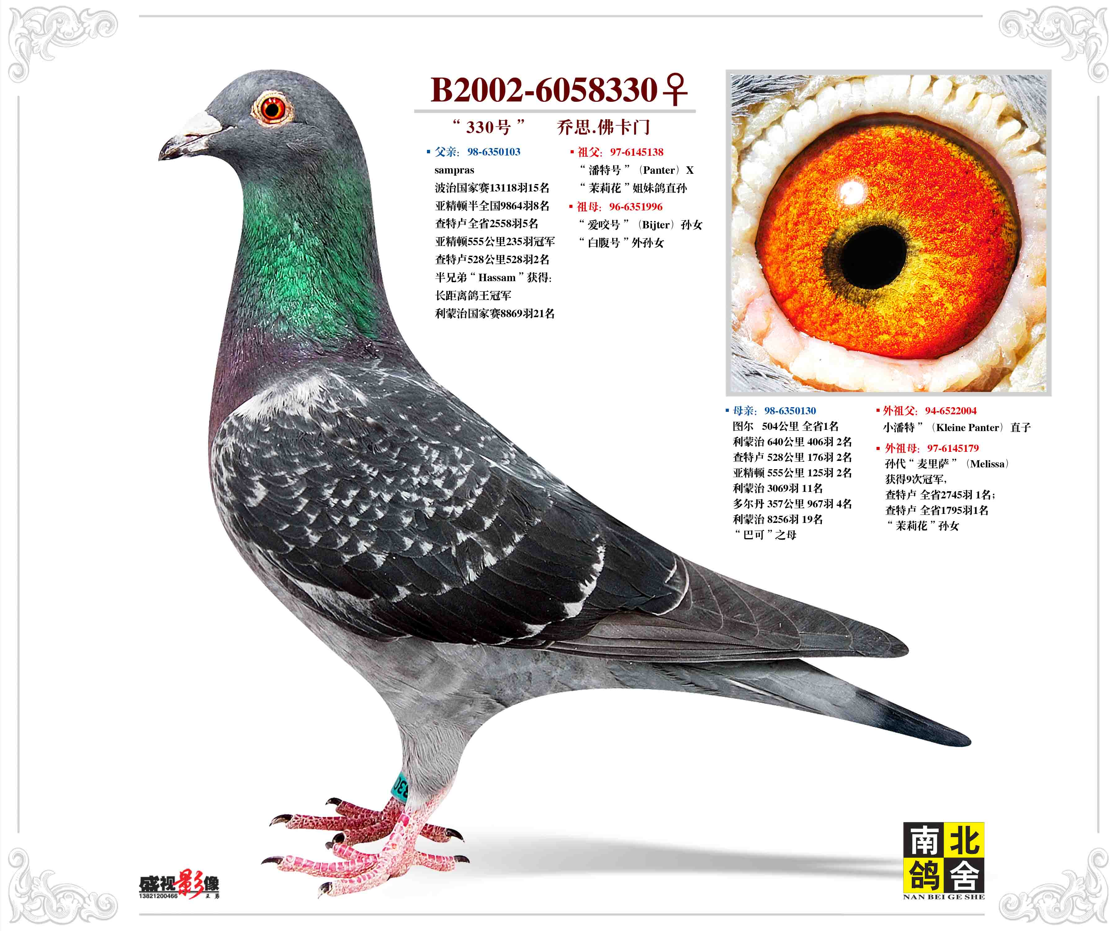 乔斯佛卡门雌_唐山南北鸽舍_ag188.com爱鸽商城_中国信鸽信息网