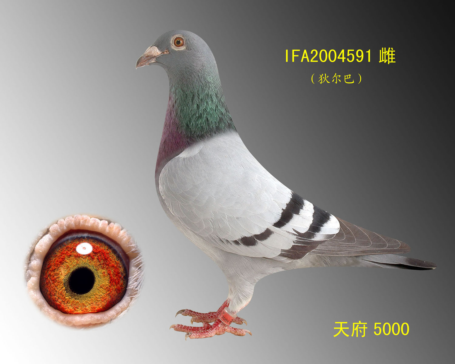 凡龙591号