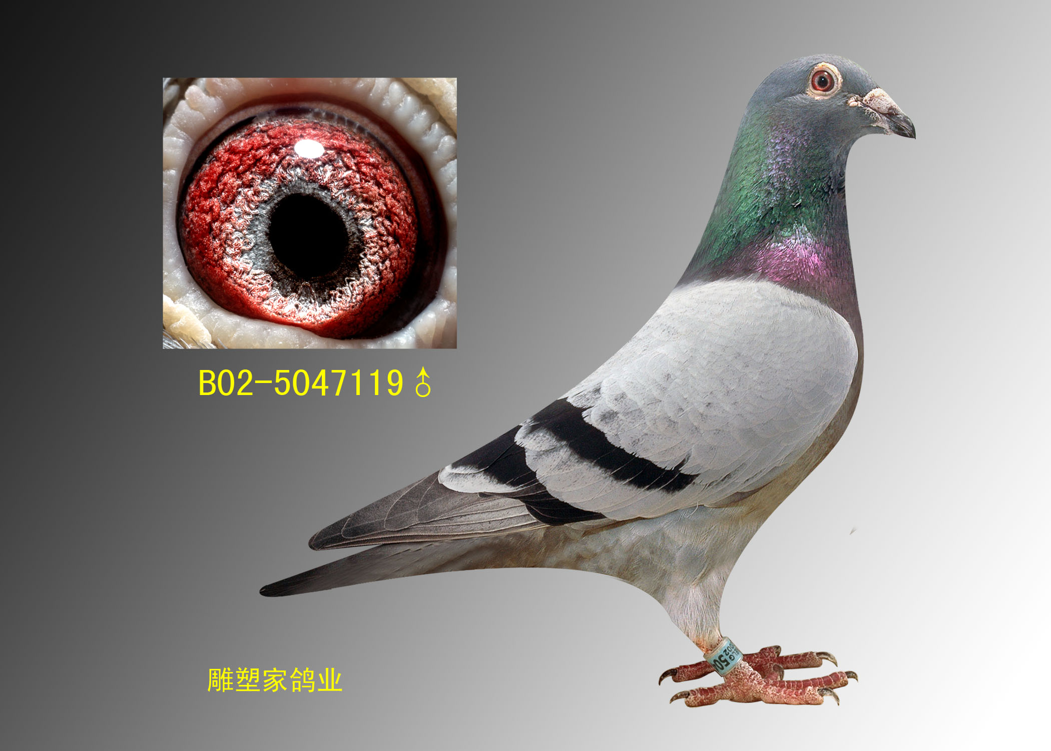 国家一号_中国雕塑家鸽业_          爱鸽商城_中国信鸽信息网