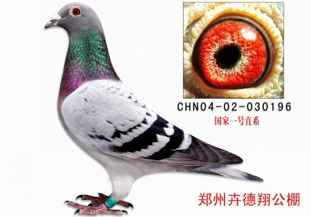 国家一号直系_郑州黑马鸽舍_ ag188.com爱鸽商城_中国信鸽信息网