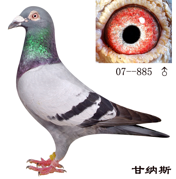 甘纳斯--885_上海金盾鸽舍_ag188.com爱鸽商城_中国信鸽信息网