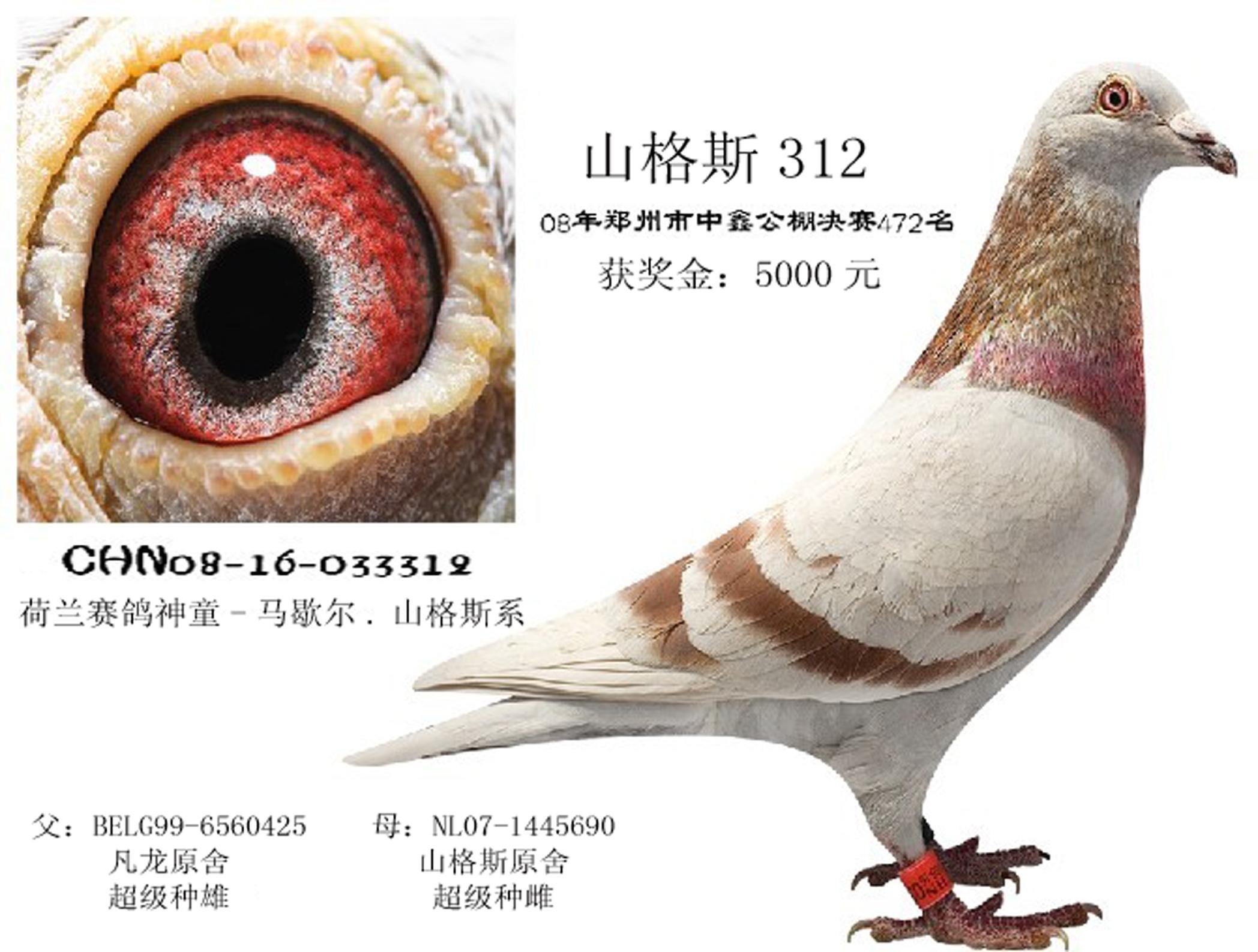 山格斯312_南昌品翔鸽业_         爱鸽商城_中国信鸽信息网