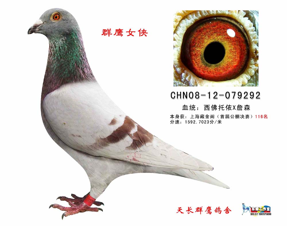 上海藏金阁116名 群鹰少侠 已售_中国群鹰-中信网爱鸽商城