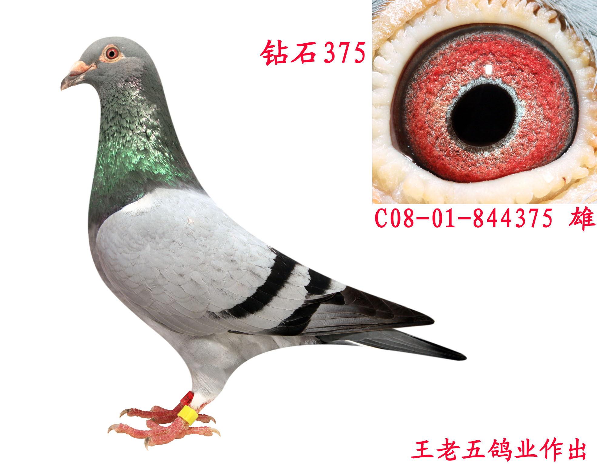 钻石375_王老五鸽业_ ag188.com爱鸽商城_中国信鸽信息网