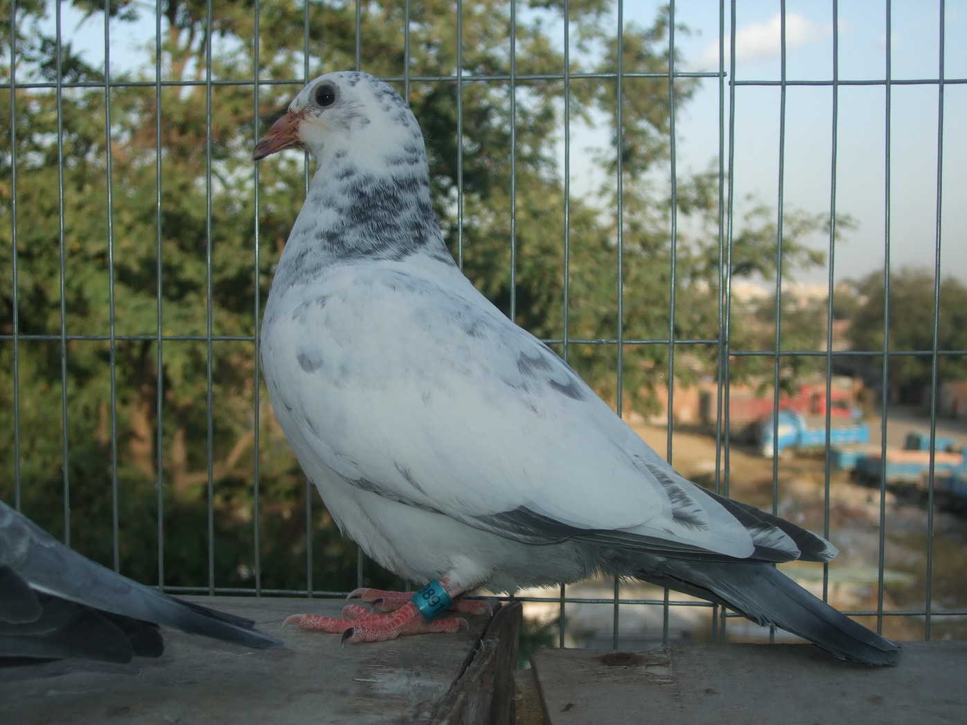 北京市特比环雌雄苍白双杰双向