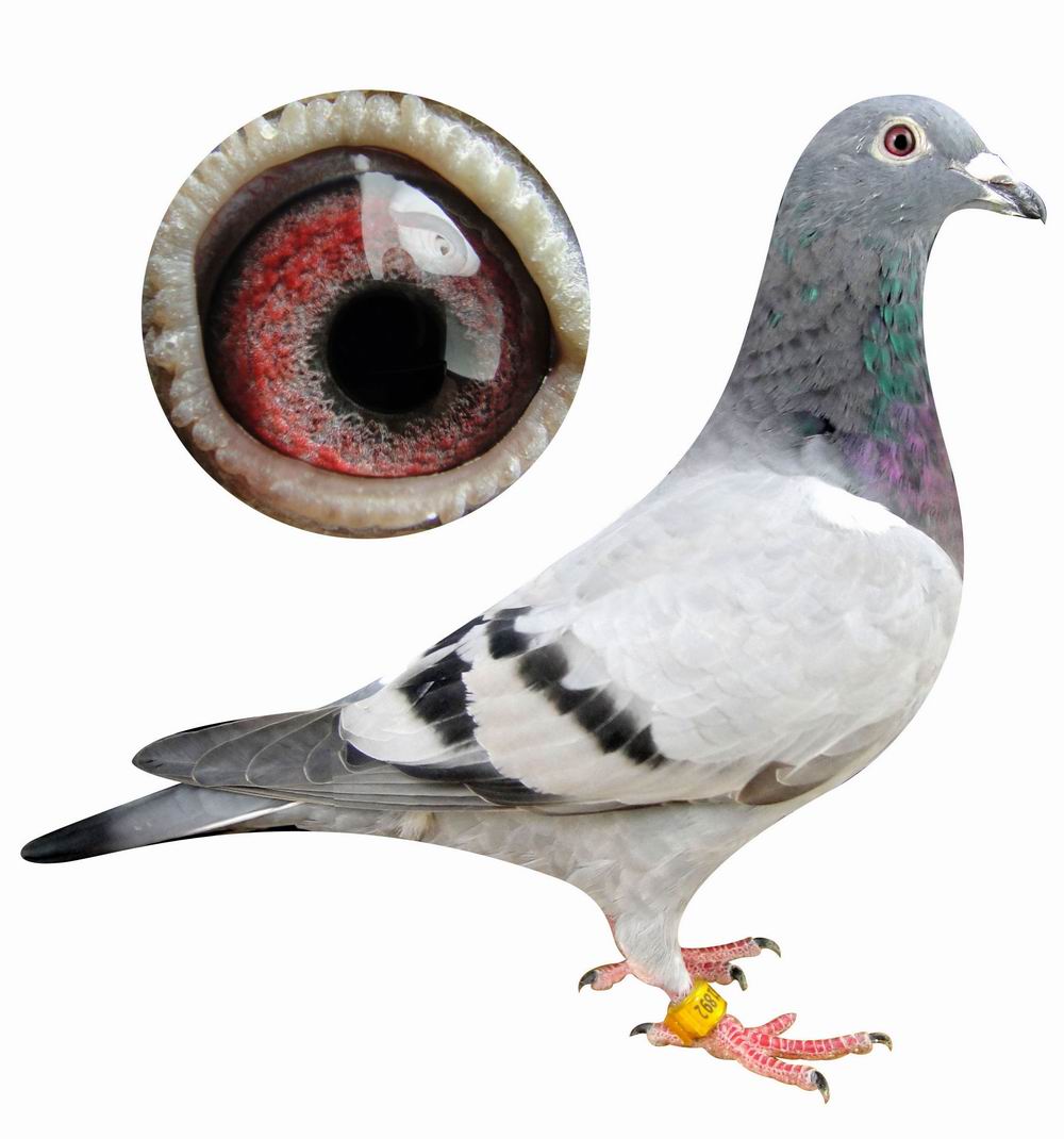 世界鸽王-独行侠直女