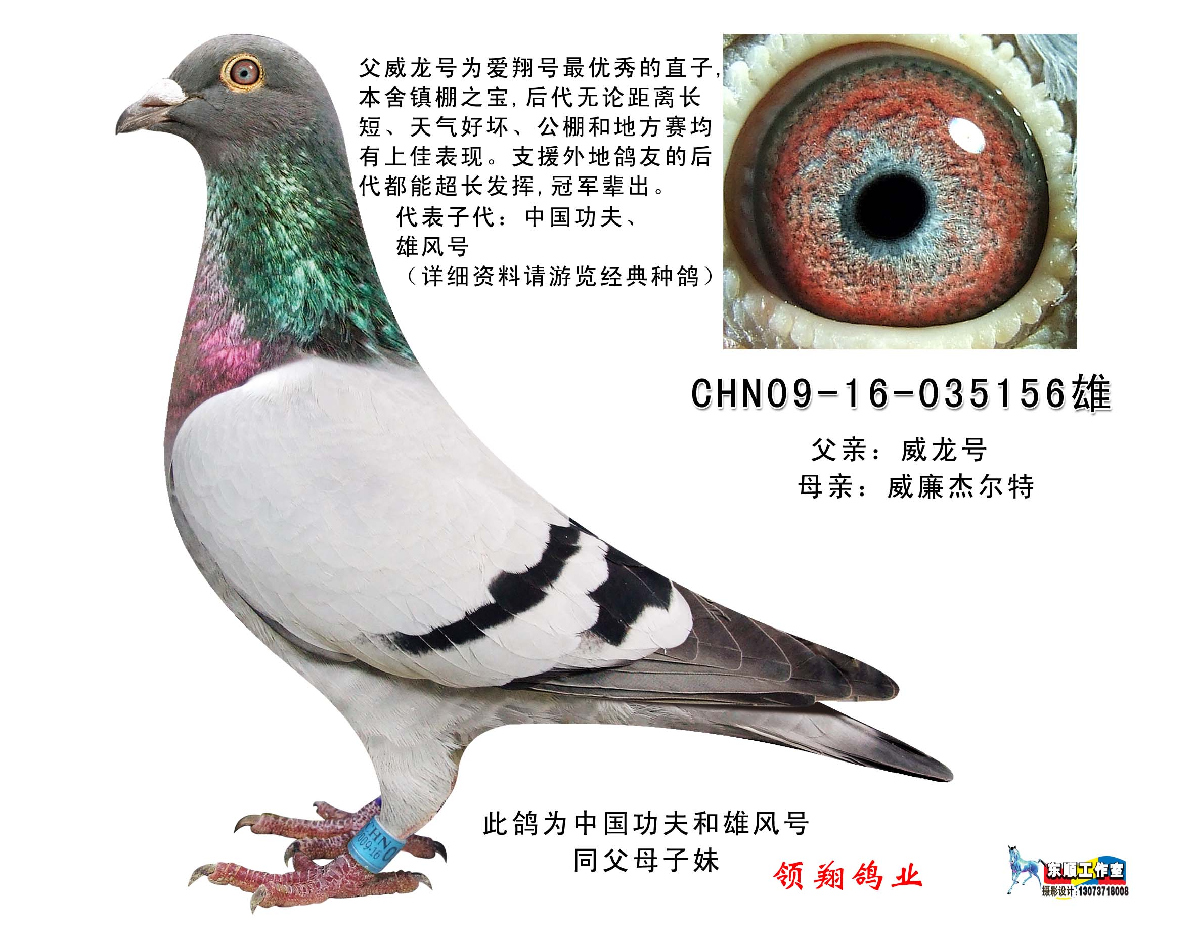 com爱鸽商城_中国信鸽信息网