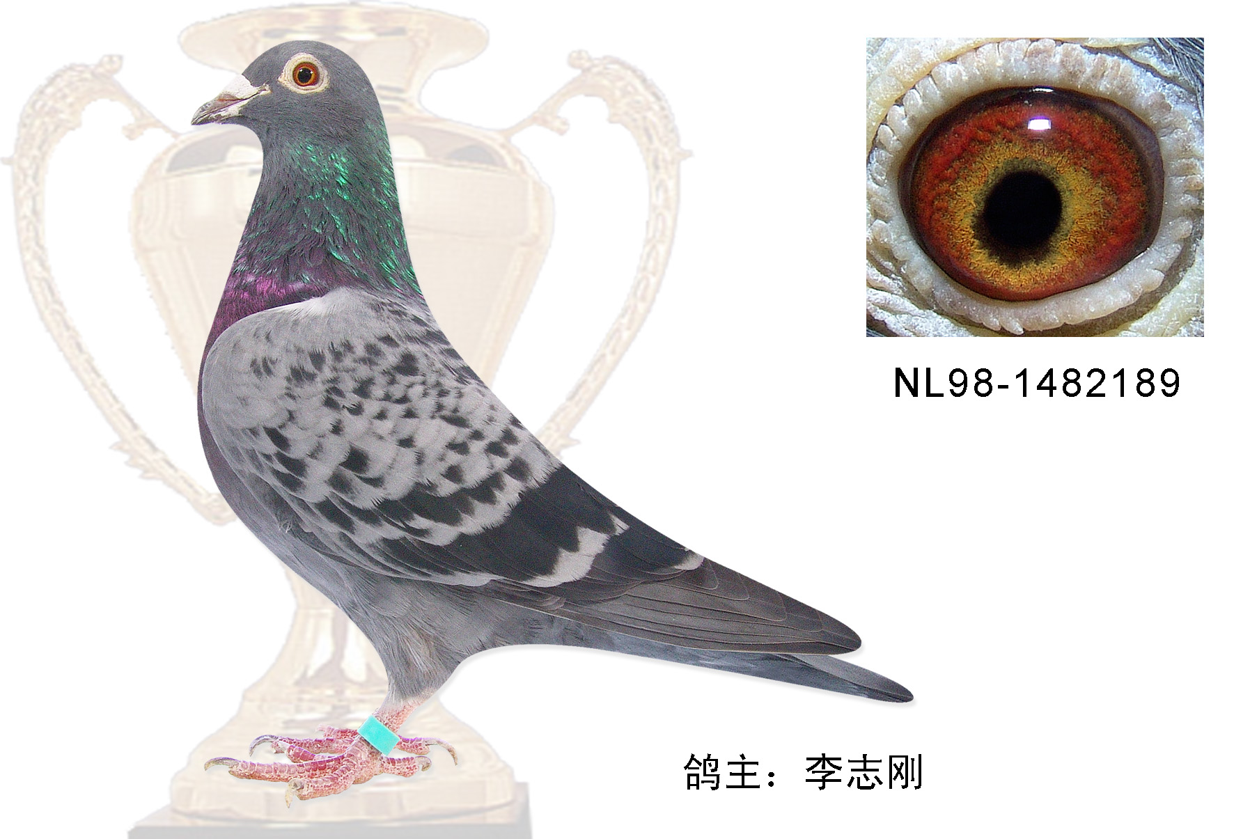 "小11"种母_中国成都远程鸽舍_          爱鸽商城_中国信鸽信息网