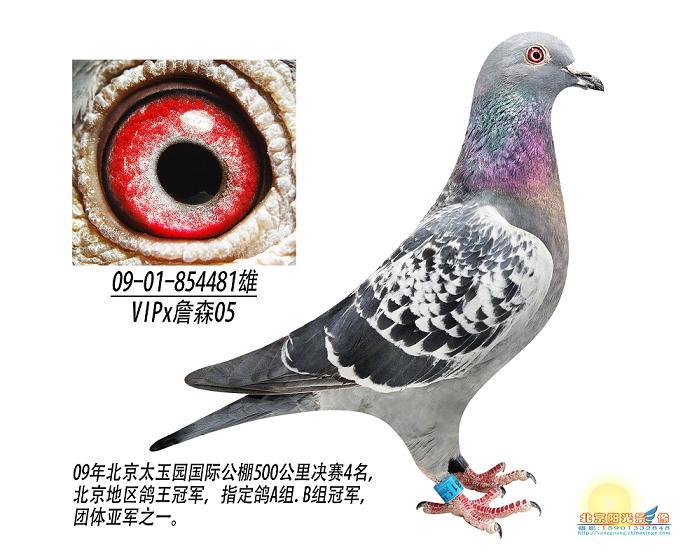 北京李学保vip