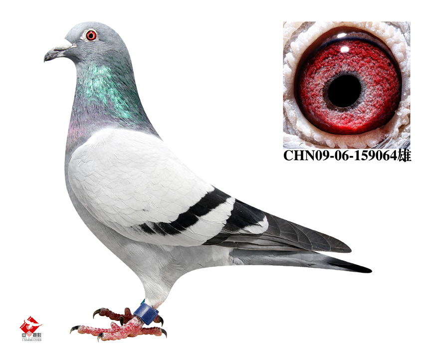 "爱亚卡普战神"直孙"064"