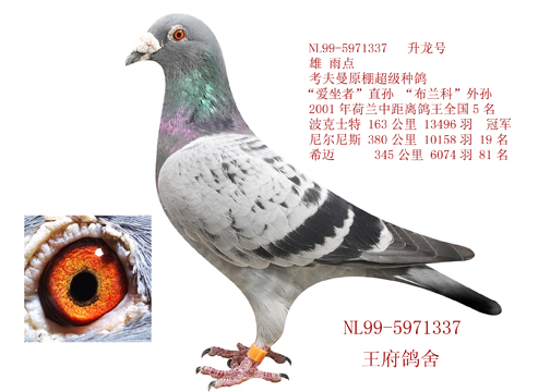 升龙号_王府子龙鸽业_ ag188.com爱鸽商城_中国信鸽信息网