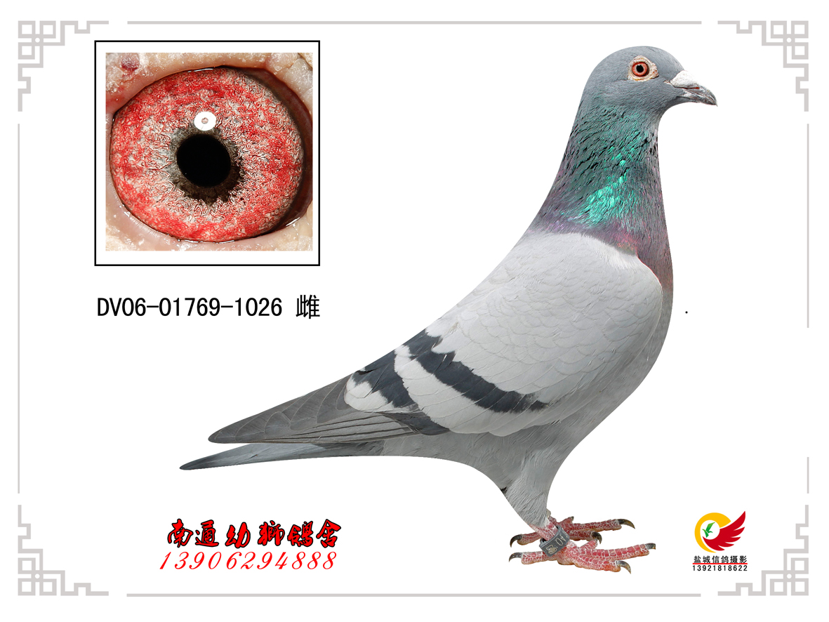 德拉帕超级铭鸽飞毛腿同父异母