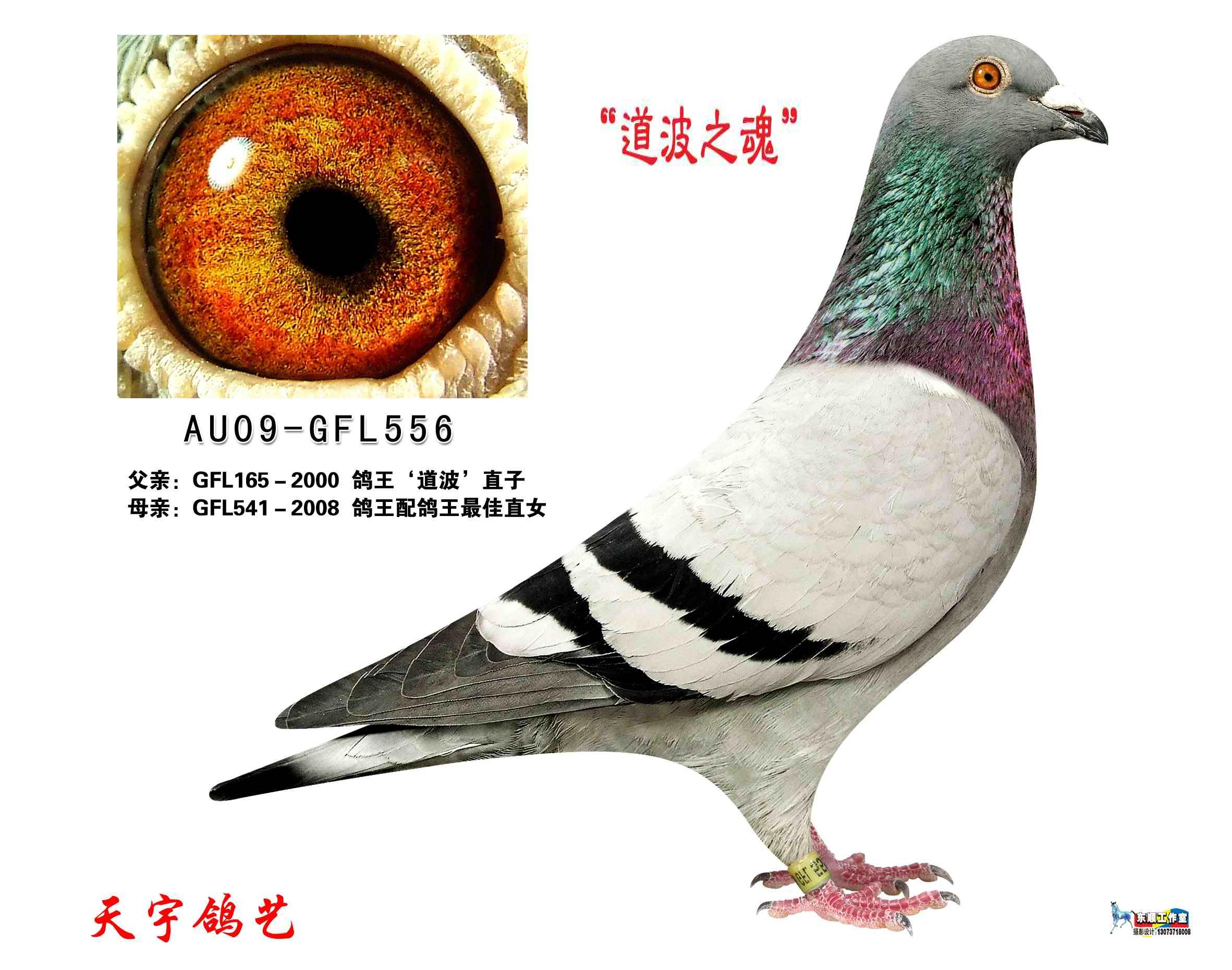 "道波"之魂(直接甘纳斯处引进)