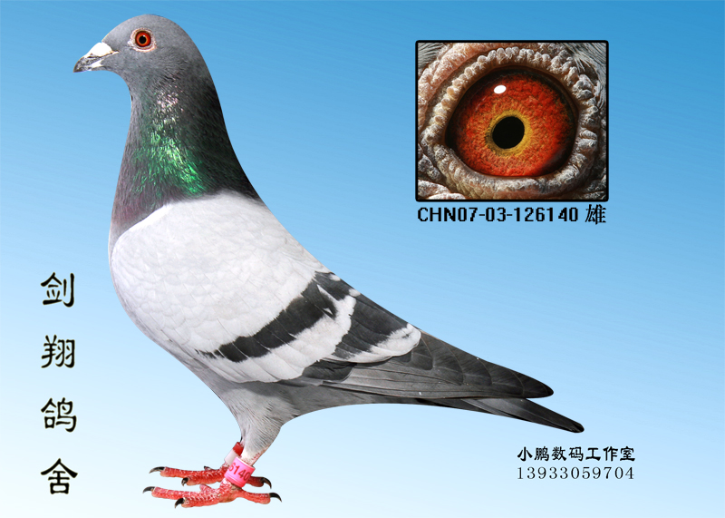 乔斯托内飞奴小子